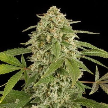 White Widow Auto Cannabisblüte – gewachsen aus Automatic Hanfsamen von DinaFem Seeds
