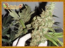 Afghan Cow Cannabisblüte – gewachsen aus Feminisierte Hanfsamen von Dr Krippling