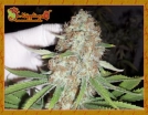 Blue Kripple Cannabisblüte – gewachsen aus Feminisierte Hanfsamen von Dr Krippling