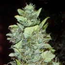 Bubba Yum Auto Cannabisblüte – gewachsen aus Automatic Hanfsamen von Dr Krippling