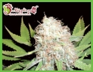 Bud Bud Bling Tingz Cannabisblüte – gewachsen aus Feminisierte Hanfsamen von Dr Krippling