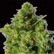 Bulk Smash Auto Cannabisblüte – gewachsen aus Automatic Hanfsamen von Dr Krippling