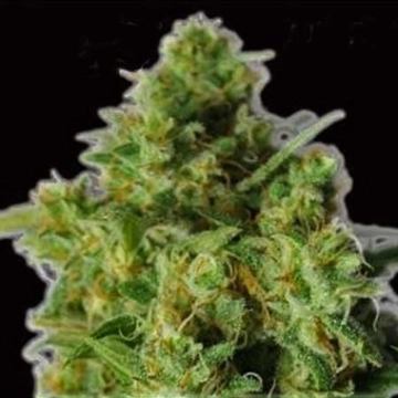 Bulk Smash Auto Cannabisblüte – gewachsen aus Automatic Hanfsamen von Dr Krippling