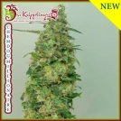 Chemdog Millionaire Cannabisblüte – gewachsen aus Feminisierte Hanfsamen von Dr Krippling