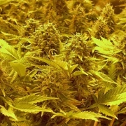 Choc-Matic Auto Cannabisblüte – gewachsen aus Automatic Hanfsamen von Dr Krippling