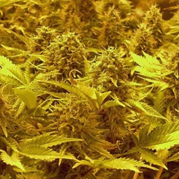 Choc-Matic Auto Cannabisblüte – gewachsen aus Automatic Hanfsamen von Dr Krippling