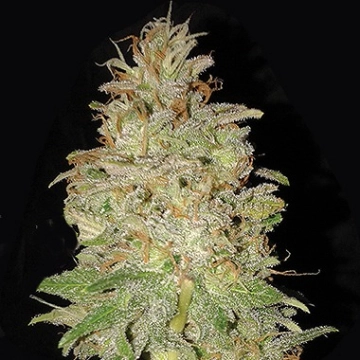 Chocolate Orange Auto Cannabisblüte – gewachsen aus Automatic Hanfsamen von Dr Krippling