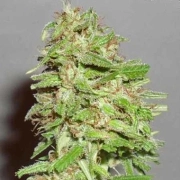 Dizzy Lights Auto Cannabisblüte – gewachsen aus Automatic Hanfsamen von Dr Krippling