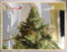 Ganj-Nam Style Cannabisblüte – gewachsen aus Feminisierte Hanfsamen von Dr Krippling