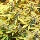 Gelato Cookie D'Oh-ope Auto Cannabisblüte – gewachsen aus Automatic Hanfsamen von Dr Krippling