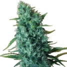 Gorilla Infested Gelato Auto Cannabisblüte – gewachsen aus Automatic Hanfsamen von Dr Krippling