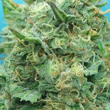 Grand Heft Auto Cannabisblüte – gewachsen aus Automatic Hanfsamen von Dr Krippling