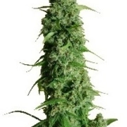 Guy's Girl Scout Cookie Glue Auto Cannabisblüte – gewachsen aus Automatic Hanfsamen von Dr Krippling