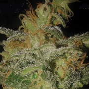 Incredible Bulk Auto Cannabisblüte – gewachsen aus Automatic Hanfsamen von Dr Krippling