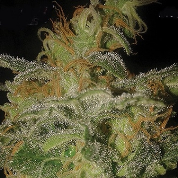 Incredible Bulk Auto Cannabisblüte – gewachsen aus Automatic Hanfsamen von Dr Krippling