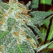 Jumping Black Dash Auto Cannabisblüte – gewachsen aus Automatic Hanfsamen von Dr Krippling