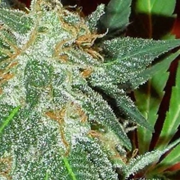 Jumping Black Dash Auto Cannabisblüte – gewachsen aus Automatic Hanfsamen von Dr Krippling