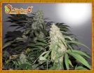 Kripple Roulette Cannabisblüte – gewachsen aus Feminisierte Hanfsamen von Dr Krippling