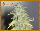 Kripple Shock Cannabisblüte – gewachsen aus Feminisierte Hanfsamen von Dr Krippling