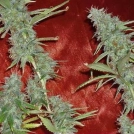 Krippleberry Auto Cannabisblüte – gewachsen aus Automatic Hanfsamen von Dr Krippling