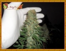 Mango Chutney Cannabisblüte – gewachsen aus Feminisierte Hanfsamen von Dr Krippling