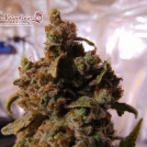 Mind CanTrol Cannabisblüte – gewachsen aus Feminisierte Hanfsamen von Dr Krippling