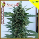 OG Kush Auto Cannabisblüte – gewachsen aus Automatic Hanfsamen von Dr Krippling