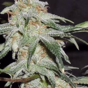 Pickled Diesel Auto Cannabisblüte – gewachsen aus Automatic Hanfsamen von Dr Krippling