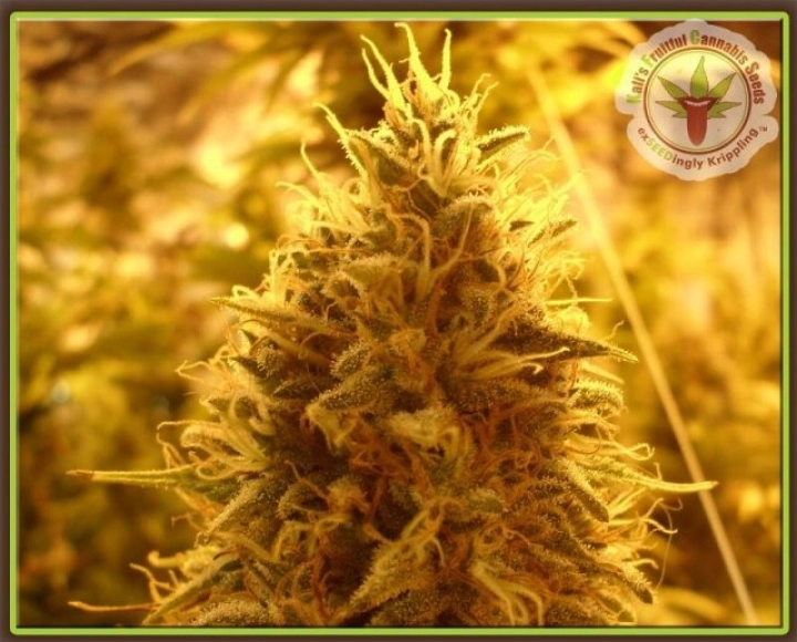 Puff Puff Pass Out – Dr Krippling – Feminisiert