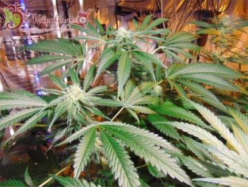 Red Leicester Tease Cannabisblüte – gewachsen aus Feminisierte Hanfsamen von Dr Krippling