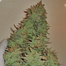 Smokin' Gun Auto Cannabisblüte – gewachsen aus Automatic Hanfsamen von Dr Krippling