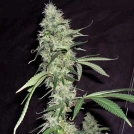Sonic Bloom Auto Cannabisblüte – gewachsen aus Automatic Hanfsamen von Dr Krippling