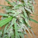 Spinning Buzz Kick Auto Cannabisblüte – gewachsen aus Automatic Hanfsamen von Dr Krippling