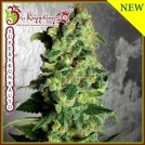 Super Skunk Auto Cannabisblüte – gewachsen aus Automatic Hanfsamen von Dr Krippling