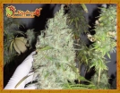 The Incredible Bulk Cannabisblüte – gewachsen aus Feminisierte Hanfsamen von Dr Krippling