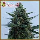 White Rush Auto Cannabisblüte – gewachsen aus Automatic Hanfsamen von Dr Krippling