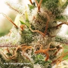 Auto Critical Orange Punch Cannabisblüte – gewachsen aus Automatic Hanfsamen von Dutch Passion