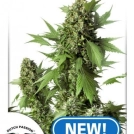 Auto Duck Cannabisblüte – gewachsen aus Automatic Hanfsamen von Dutch Passion