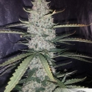 Auto Ultimate Cannabisblüte – gewachsen aus Automatic Hanfsamen von Dutch Passion