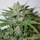Auto Xtreme Cannabisblüte – gewachsen aus Automatic Hanfsamen von Dutch Passion