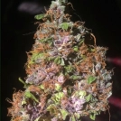 Auto Blackberry Kush Cannabisblüte – gewachsen aus Automatic Hanfsamen von Dutch Passion