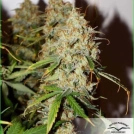 Auto Brooklyn Sunrise Cannabisblüte – gewachsen aus Automatic Hanfsamen von Dutch Passion