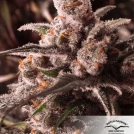 Auto Colorado Cookies Cannabisblüte – gewachsen aus Automatic Hanfsamen von Dutch Passion