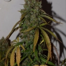Auto Daiquiri Lime Cannabisblüte – gewachsen aus Automatic Hanfsamen von Dutch Passion