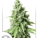Auto Durban Poison Cannabisblüte – gewachsen aus Automatic Hanfsamen von Dutch Passion