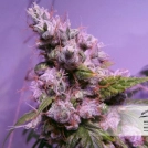 Auto Euphoria Cannabisblüte – gewachsen aus Automatic Hanfsamen von Dutch Passion