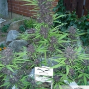 Auto Frisian Dew Cannabisblüte – gewachsen aus Automatic Hanfsamen von Dutch Passion