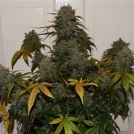 Auto Night Queen Cannabisblüte – gewachsen aus Automatic Hanfsamen von Dutch Passion