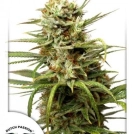 Auto White Widow Cannabisblüte – gewachsen aus Automatic Hanfsamen von Dutch Passion
