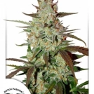 Blue Auto Mazar Cannabisblüte – gewachsen aus Automatic Hanfsamen von Dutch Passion